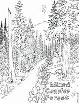 Forest Coloring Enchanted Pages Getcolorings sketch template