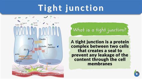 tight junction definition  examples biology  dictionary
