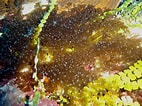 Image result for "lebrunia Coralligens". Size: 142 x 106. Source: www.pinterest.com