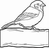 Sparrow Coloring Clipart Popular Designlooter Drawings Library sketch template