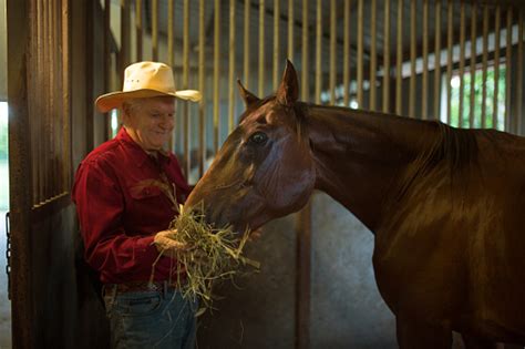 rancher  horse stock photo  image  istock