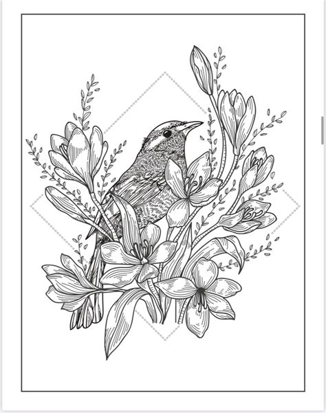 birds bugs butterflies printable coloring pages etsy uk