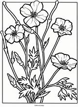 Poppy Dover Doverpublications Wildflowers sketch template