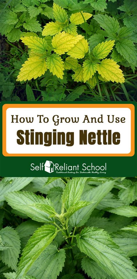 stinging nettle sounds   dangerous plant