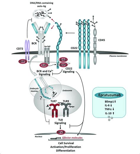 model   role  cd  regulating bcrtlr mediated  cell  scientific diagram