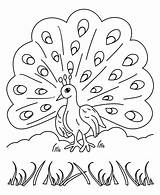 Peacock Coloring Pages Printable Bird Kids Choose Baby Board Drawing Color sketch template