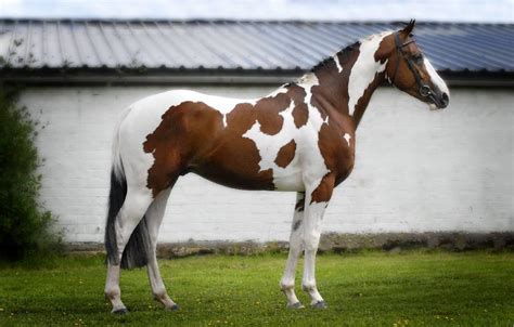 american paint horse info origin history pictures