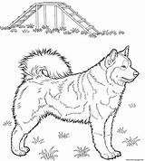 Husky Coloring Pages Dog Printable Huskies Alaskan Da Print Kids Colouring Color Puppy Supercoloring Dogs Siberian Cute Standing Colorare Choose sketch template