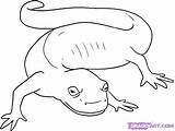 Salamander Coloring Pages Color Draw Cute Reptiles Marbled Animals Printable Step Drawing Google Amphibians Spotted Animal Salamanders Clip Print Back sketch template