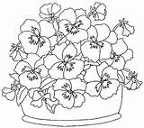 Coloring Pansy Pansies Getcolorings Pages Printable Color sketch template