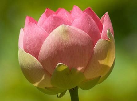 reiki yoga  terapias complementarias centro antara gemas flores