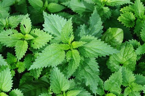 nettles high quality nature stock  creative market