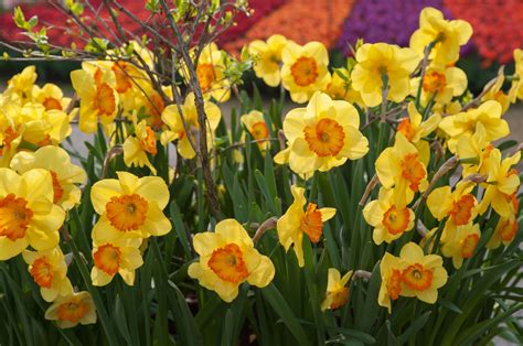 grow  care  daffodils