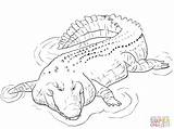 Crocodile Colorear Coccodrillo Cocodrilo Sketsa Indo Binatang Alligator Disegno Marino Buas Marin Bassin Pacifique Cocodrilos Stampare Croc Saltwater Hitam Putih sketch template