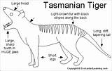 Tasmanian Thylacine Enchantedlearning Marsupial Extinct Phrontistery Tasmania Foxes Doglike Unlike sketch template