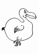 Dodo Bird Slowly Walking Coloring Pages Netart sketch template