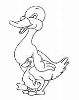 Coloring Pages Ducky Lucky Kids Duck Diposting Oleh Admin Di sketch template