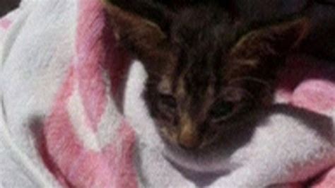 kitten revived by italian coastguard s kiss of life bbc news