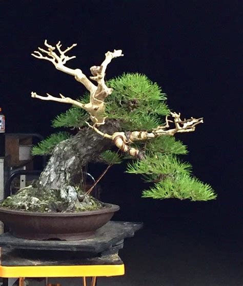 bonsaimente  twitter luca tamburello show   restyling black pine  jin