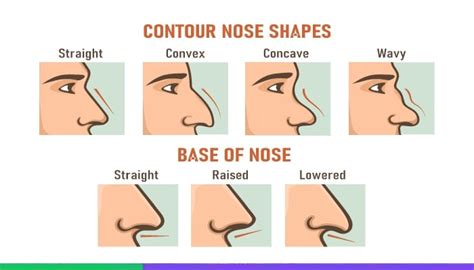 nose shapes   characteristics floramedtour
