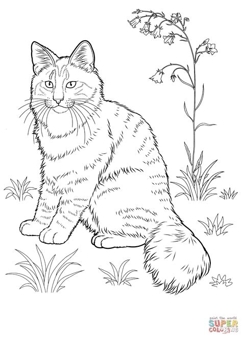 tabby cat coloring pages  getdrawings