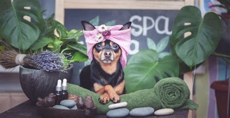 spa services  paws resort suites