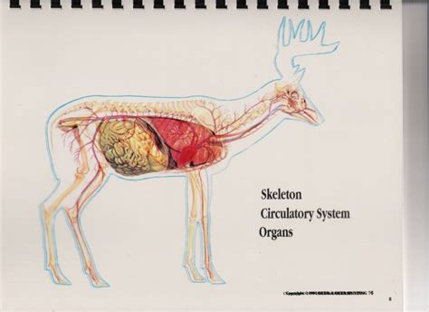 Ol Man Outdoors Whitetail Deer Vitals Diagram