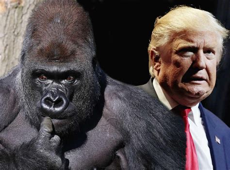 kumbuka  gorilla    recaptured  donald trump     loose