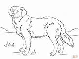 Retriever Golden Coloring Pages Dog Printable Dogs Puppy Drawing Cute Print Retrievers Puppies Lab Color Labrador Supercoloring Super Book Animals sketch template