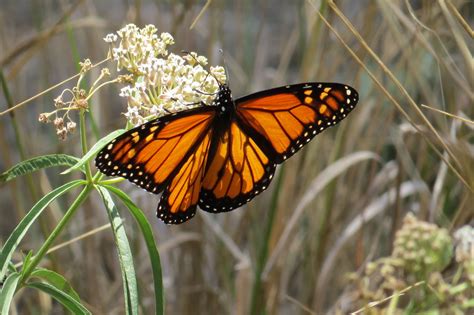 creating a monarch butterfly habitat globalgiving