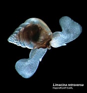 Afbeeldingsresultaten voor "limacina Retroversa". Grootte: 175 x 185. Bron: www.arcodiv.org