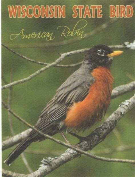 wisconsin  american robinstate bird wisconsin postcard sb  ebay