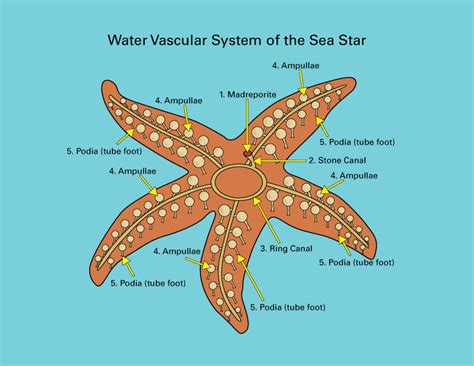 sea stars starfish anatomically speaking janicepetriecom