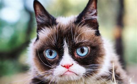 viral star grumpy cat passes   memorialized  memes tubefilter