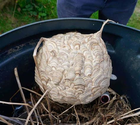Experts Find Biggest Deadly Asian Giant Hornet Nest Yet In A Compost Bin