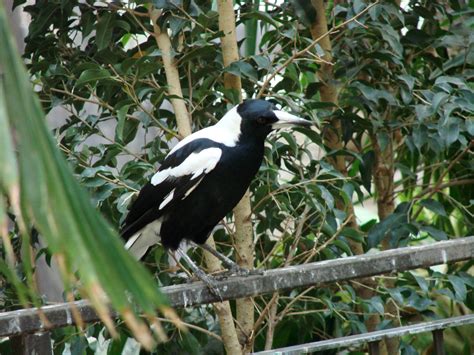 australian singing crow zoochat
