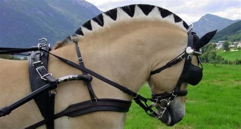 myhorse hodowla konie fiordzkie