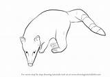Coati Drawing Draw Ring Tailed Step Animals sketch template