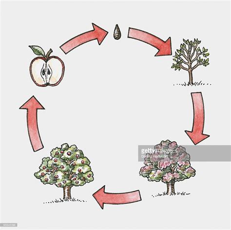 apple tree life cycle worksheets
