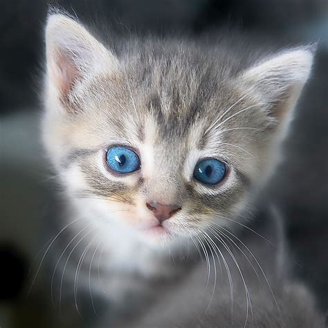cute kitten photo  photo  day