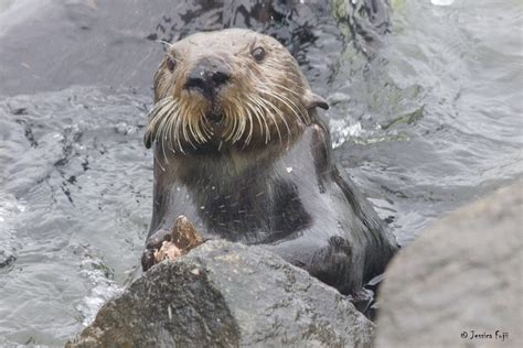 sea otters have been using tools to get food for millions of years