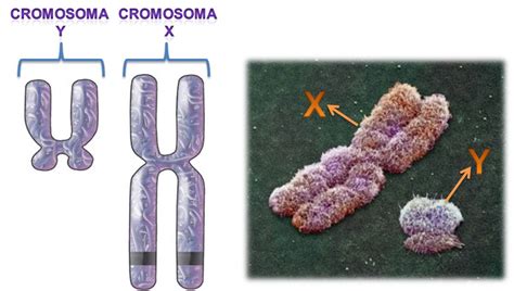 Biología Bi 14 Cromosomas Genes Alelos Y Mutaciones