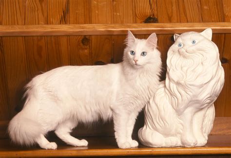 the turkish angora cat cat breeds encyclopedia