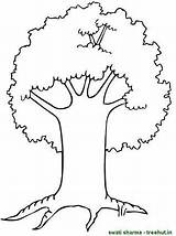 Coloring Pages Tree Trees Big Clipart Set Treehut sketch template