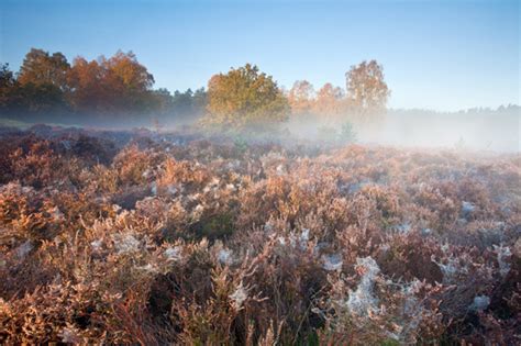 thetford forest photography guide photography workshops landscape commercial photography