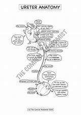 Urinary Ureter Anatomist Comical sketch template