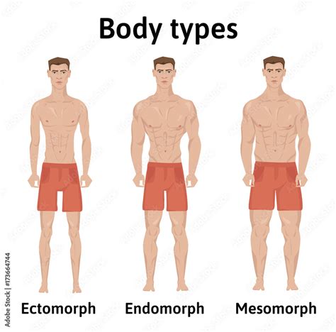 Athletic Male Body Type