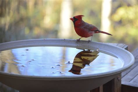 bird baths