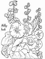 Coloring Hollyhocks Pages Adult Hollyhock Clipart Floral Old Printable Christmas Flowers Fashioned Fairy Lovely 1950 Flower Color Book Vintage Getcolorings sketch template