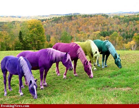 home  elaine horse    color